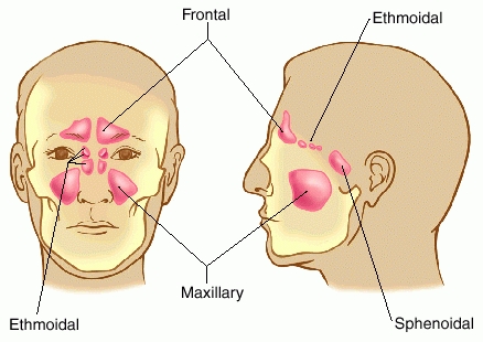 diagram of the sinuses of the aggarwal diagram of the sinuses of the aggarwal